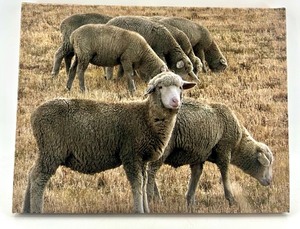 lot 52 image: Canvas Artwork Featuring Sheep in Field
