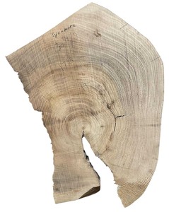 lot 088 image: Sycamore 30.752 (17.25, 19)