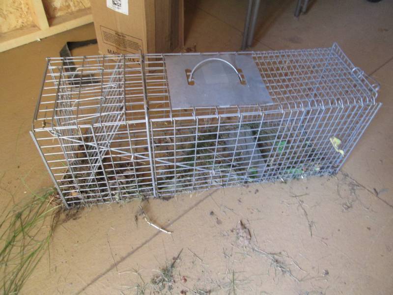 lot 257 image: Larger size metal animal live trap...