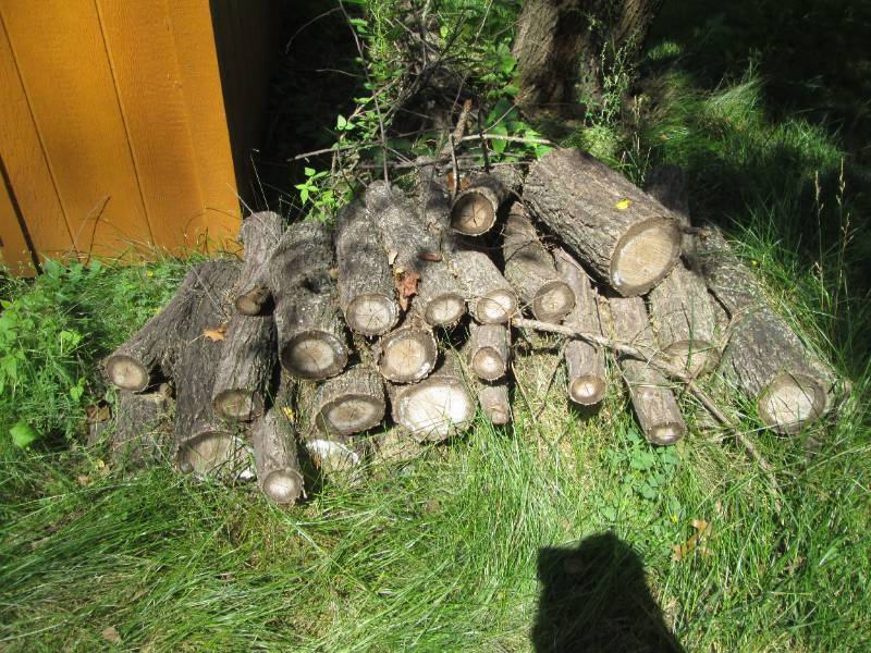 lot 258 image: Misc short stack of firewood plus a...