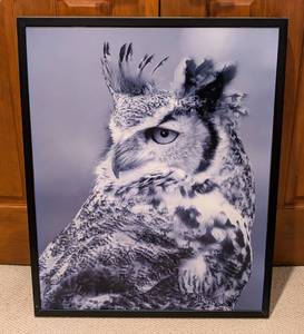 lot 49 image: Large Framed Great Horned Owl Photo Print