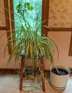 lot 57 image: Pair of Potted House Plants