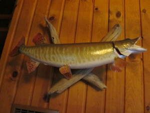 lot 244 image: Muskie Taxadermy Fish