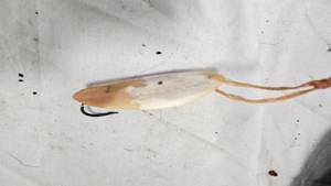 lot 255 image: Bone Silver Minnow Style Lure out of bone-Great Condition