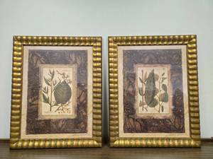 lot 157 image: Pair of Botanical Framed Art Prints by Collective Images 30x23 Inches