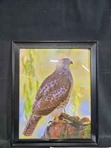 lot 58 image: Collection of Wildlife Art Prints and Framed Hawk Photograph, 23x19 Inches