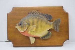 lot 89 image: Mounted Bluegill Taxidermy Wall Decor on Wood Plaque 11 Inch