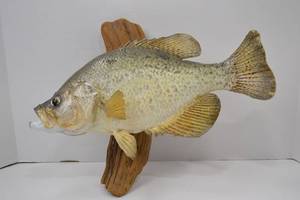 lot 90 image: Taxidermy Crappie Wall Mount - 15 Inch Fish on Wood Plaque