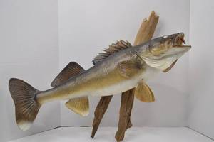 lot 91 image: Mounted Walleye Fish Taxidermy on Driftwood, Approx. 31 Inches