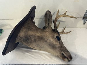 lot 88 image: Deer Head Taxidermy Mount on Wooden Plaque