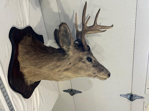 lot 89 image: Mounted Deer Head Taxidermy with Antlers on Wooden Plaque