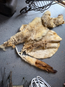 lot 140 image: Lot of Assorted Animal Pelts Furs for Crafting or Decor