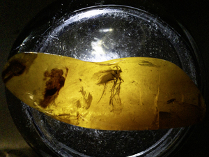 lot 35 image: 32.7ct Amber Specimen with Insect Fossil Inclusion