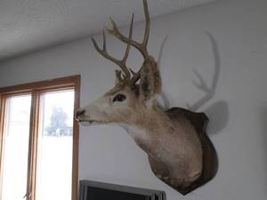 8-Point Buck Taxidermy Stuffed and ...