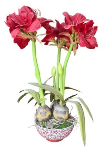 lot 43 image: Amaryllis Centerpiece by Gabberts