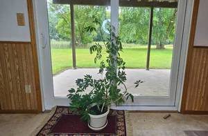 lot 50 image: Tall Potted Schefflera Plant with White Planter