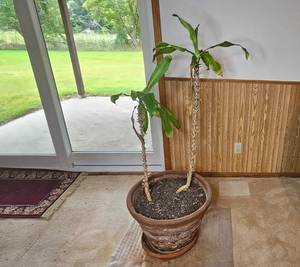 lot 52 image: Potted Indoor Plant with Decorative Clay Planter