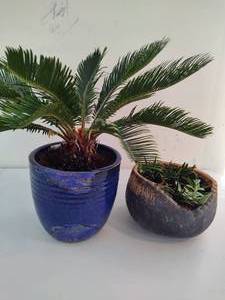 Potted Plants - Succulents and Sago Palm