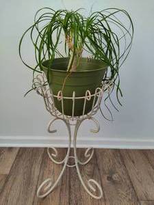 lot 50 image: Pony Tail Palm and Plant Stand
