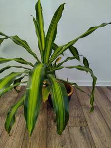 lot 49 image: Large Dracaena Plant