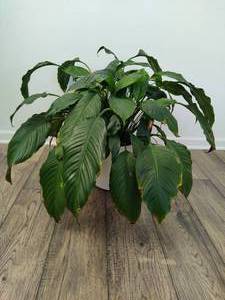 lot 48 image: Large Potted Peace Lily