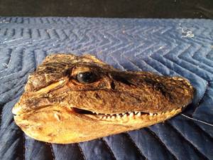 lot 58 image: Alligator head