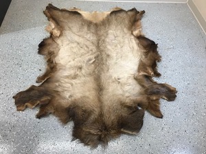 lot 6 image: Elk rug
