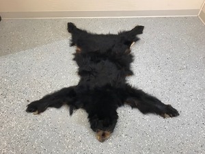 lot 5 image: Black bear rug