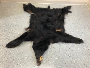 lot 4 image: Black bear rug