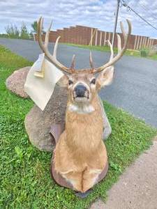 lot 228 image: LARGE Whitetail Taxidermy Buck Mount wPaperwork