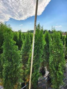 Emerald Green Arborvitae 5' - 6'