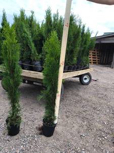 lot 443 image: Emerald Green Arborvitae - 3