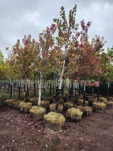 Autumn Blaze 2.5" B&B Trees