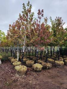 Autumn Blaze 2.5" B&B Trees