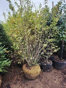 lot 36 image: Regent Service Berry - 8