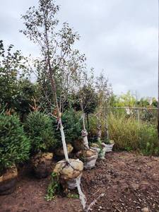lot 59 image: Pink Spire Crabapple 2 B&B