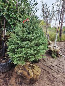 lot 64 image: Meyers Spruce 5-6 B&B