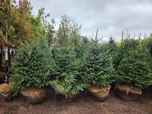 lot 83 image: Meyers Spruce 6-7 B&B