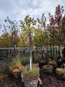 lot 102 image: Japanese Lilac 1.5