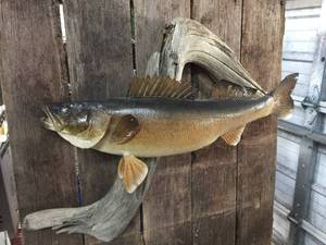 lot 161 image: Fabulous Walleye Mount
