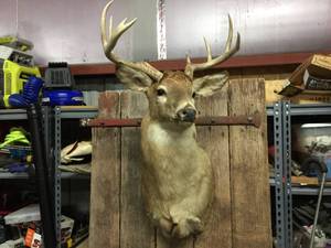 lot 168 image: Impressive White Tail Buck Mount