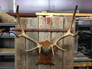 lot 171 image: Nifty Elk HornAntler Mount - Nice Symmetry