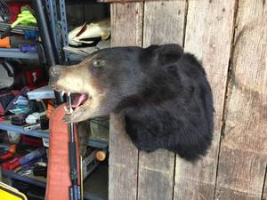 lot 207 image: Black Bear Head Mount