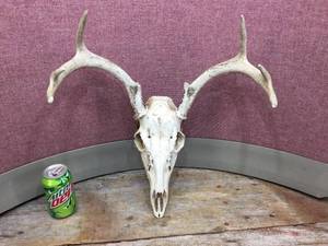 lot 208 image: Whitetail Deer SkullAntlers