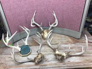lot 211 image: Group Deer Antlers