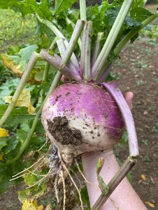 lot 165 image: NEW Hit List Purple Top Turnips Seed for 1 Acre Seed Plot Coverage - 6 lb Bag