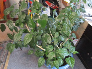lot 189 image: Hibiscus House Plant