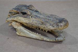lot 195 image: Florida Taxidermied 7.5 Alligator Head
