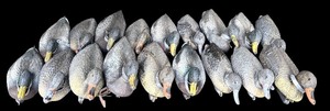 lot 110 image: G - Lot of 18 Mallard Duck Decoys with Net Bag