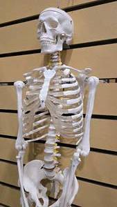 lot 54SV image: Flexible Life-Size Human Skeleton Anatomy Model (5877710)